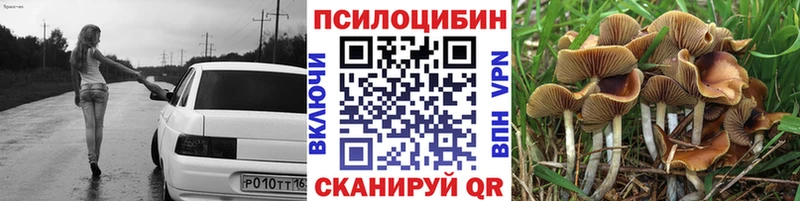 магазин продажи наркотиков  Дубовка  Галлюциногенные грибы Psilocybe 